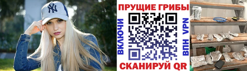 Псилоцибиновые грибы Psilocybe  где найти наркотики  kraken сайт  Белогорск 